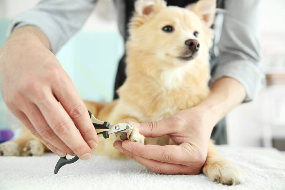 Những Điều Chủ Nuôi Cần Biết