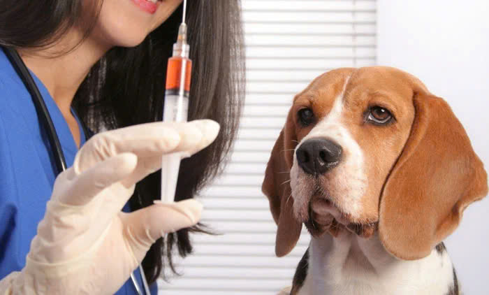 Những điều cần lưu ý khi tẩy giun và tiêm chó con