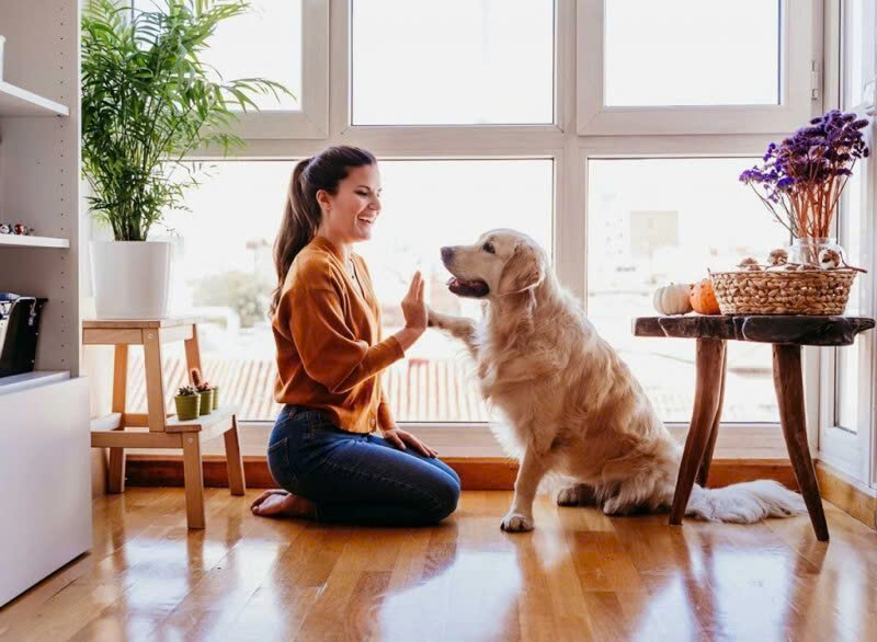 Những yếu tố cần lưu ý khi nuôi chó trong căn hộ nhỏ