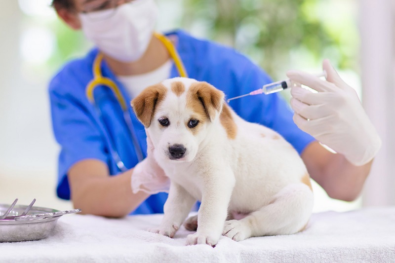 Phòng ngừa chó bị ngứa gãi liên tục