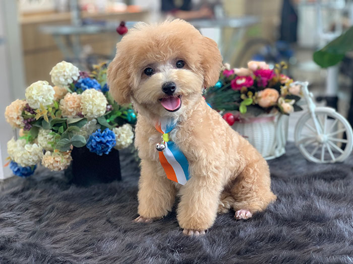 Poodle