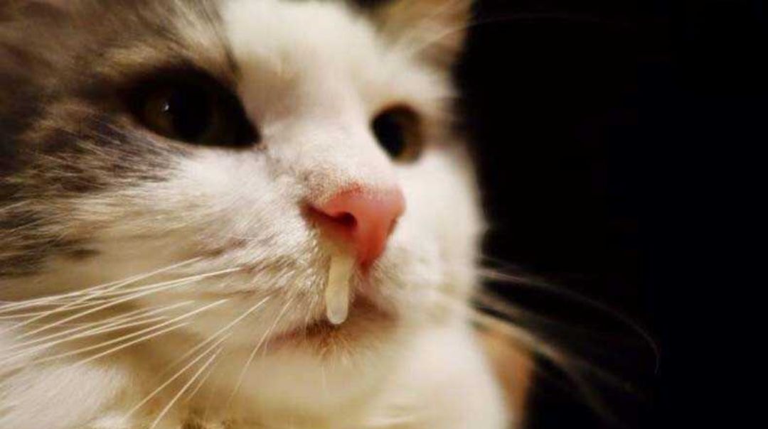 Dấu hiệu nhận biết mèo bị sổ mũi