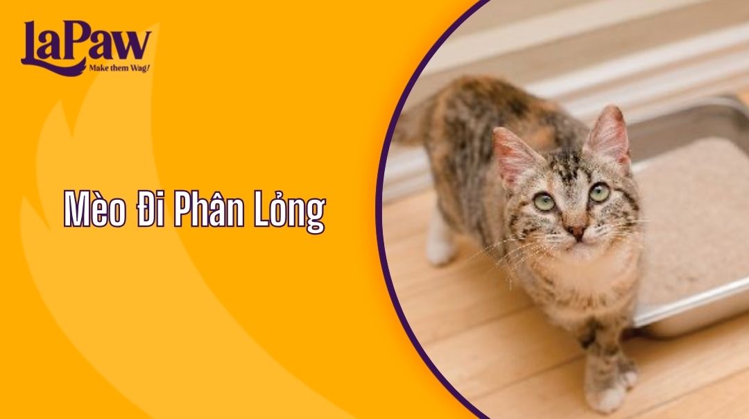 Mèo Đi Phân Lỏng