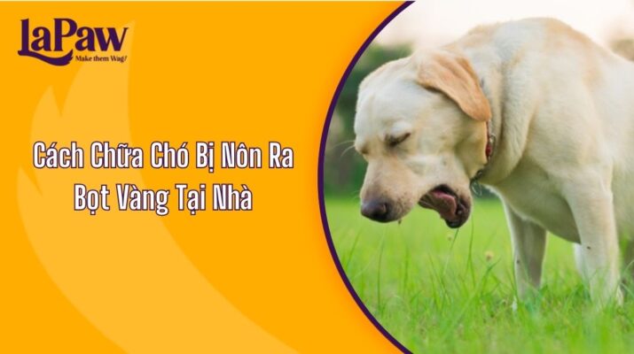 Cách Chữa Chó Bị Nôn Ra Bọt Vàng Tại Nhà