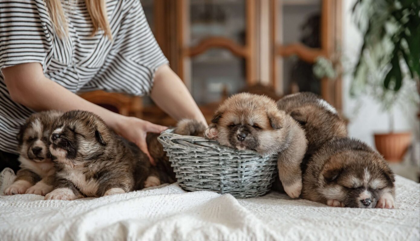 Tác động xã hội của việc nuôi thú cưng