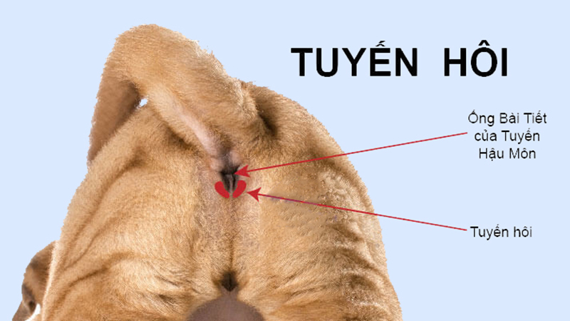 Tuyến hôi của chó là gì?