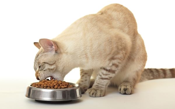 Hướng dẫn chọn và sử dụng thức ăn cho mèo Lapaw đúng cách