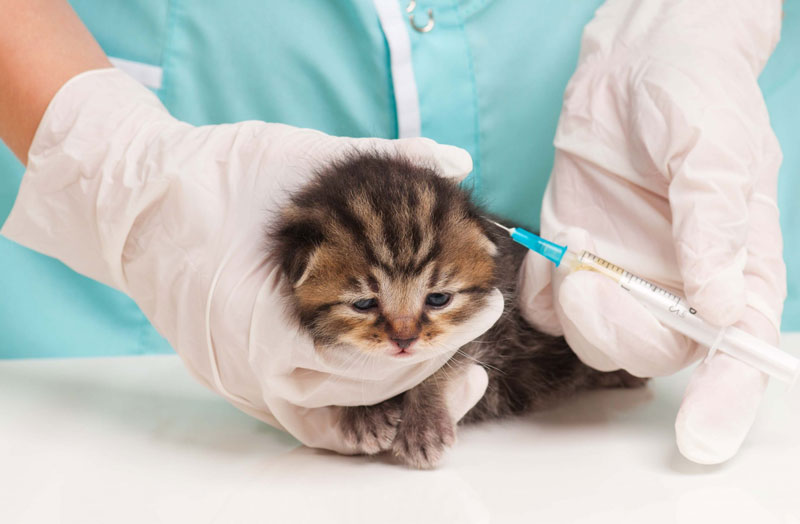 Lịch tiêm vaccine 4 bệnh cho mèo