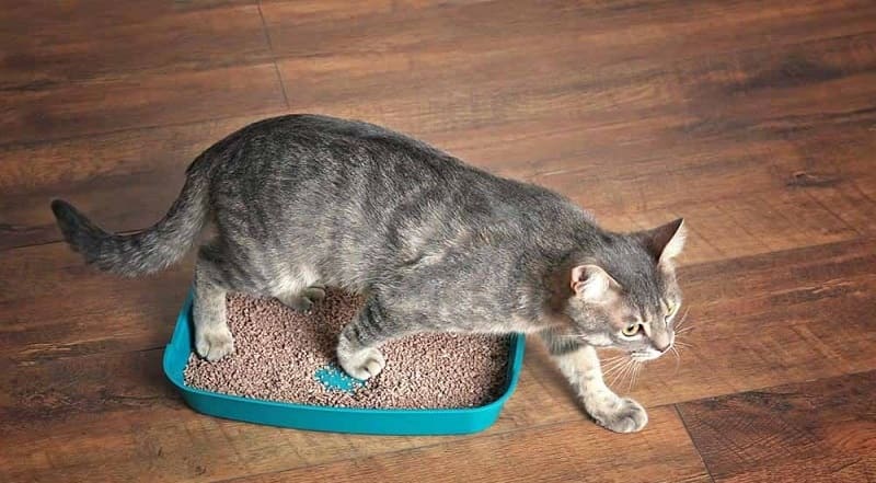 Lợi ích khi sử dụng cát mèo khử mùi tốt 