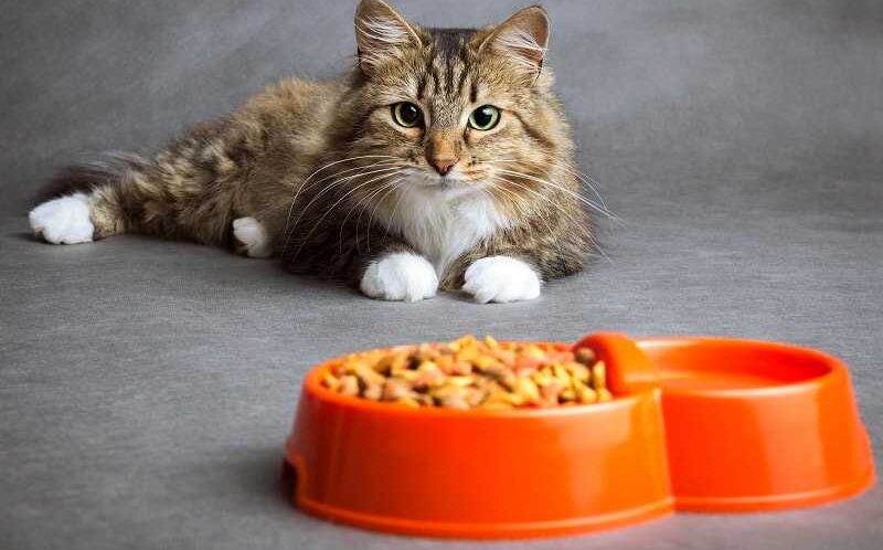 Mèo không chịu ăn hạt có nguy hiểm không?