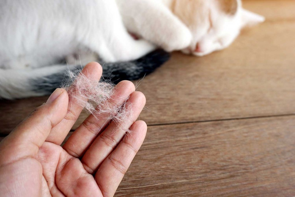 Nguyên nhân khiến mèo bị rụng lông từng mảng 