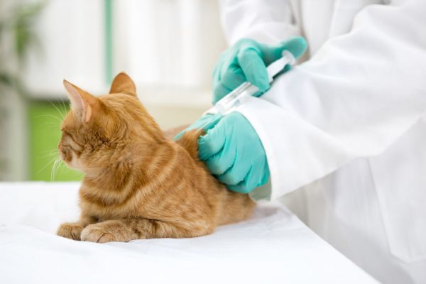 Những lưu ý trước và sau khi tiêm vaccine