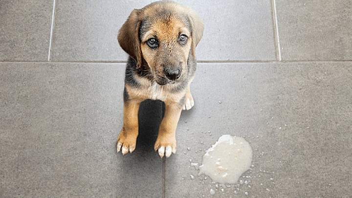 Phân biệt các dạng nôn ở chó