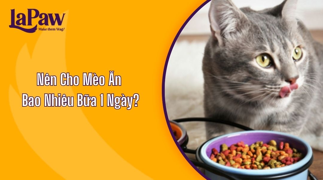 Nên Cho Mèo Ăn Bao Nhiêu Bữa 1 Ngày?