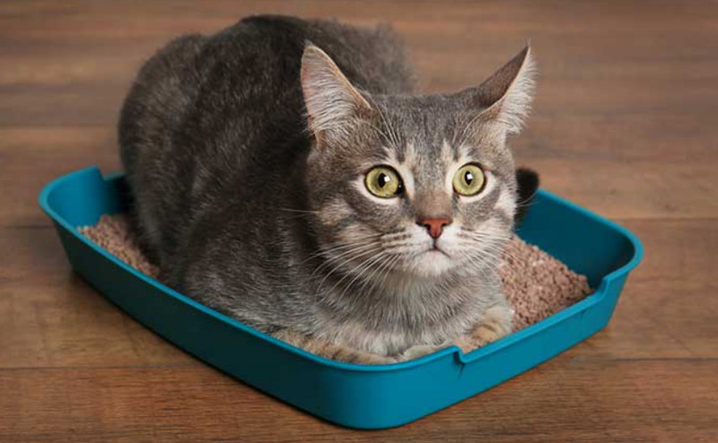 Tại sao cần dùng cát mèo khử mùi tốt 