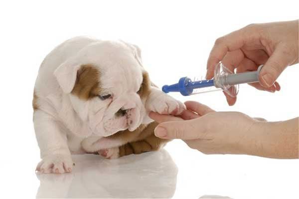 Vacxin 7 bệnh cho chó là gì?