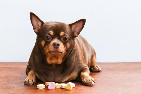 Cách điều trị chó bị tiểu đường