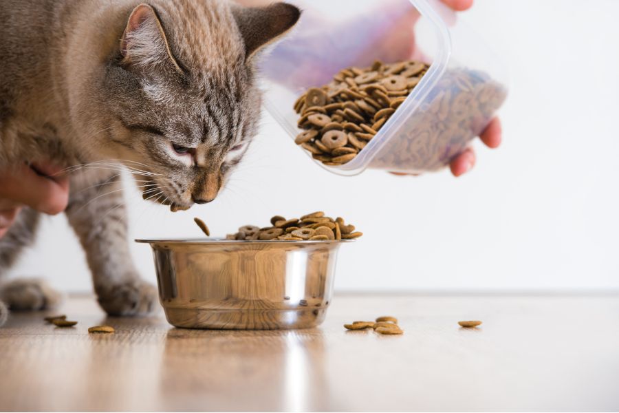 Cách chăm sóc mèo bị bệnh tiết niệu tại nhà
