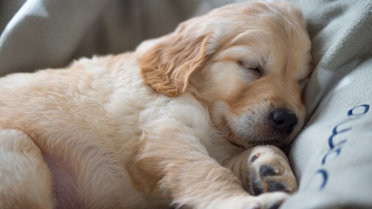 Cách chữa chó bị ho khạc tại nhà hiệu quả