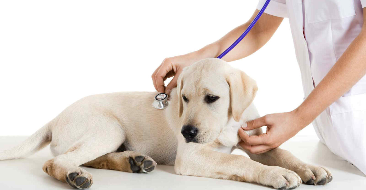 Cách điều trị bệnh Care ở chó