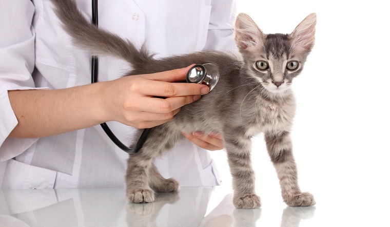 Cách điều trị mèo bị viêm ruột