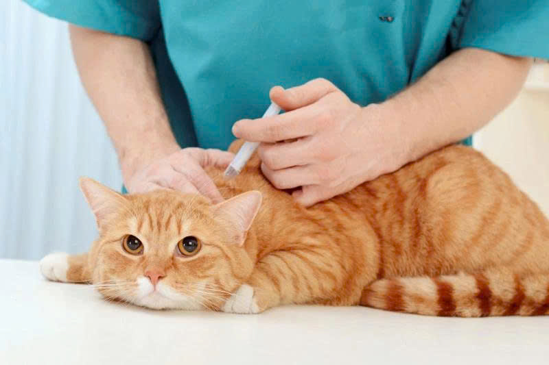 Cách điều trị viêm phổi cho mèo