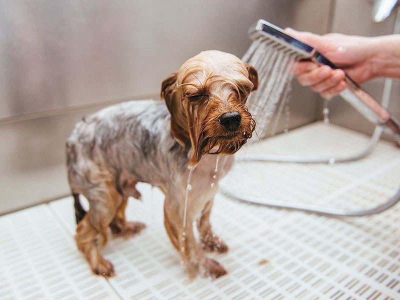 Cách phòng ngừa chó bị ghẻ tái phát