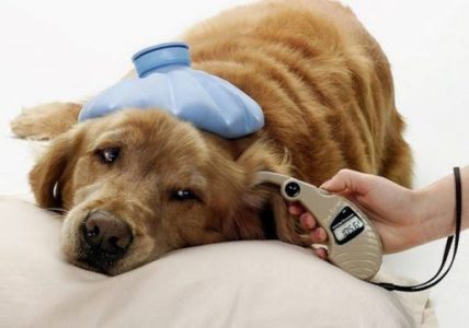 Dấu hiệu chó bị tiểu đường