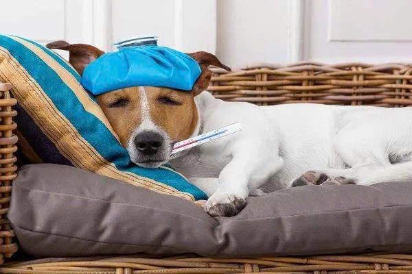 Dấu hiệu nhận biết chó bị viêm tụy