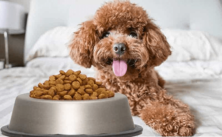 Gợi ý sản phẩm tốt cho chó con bị tiêu chảy