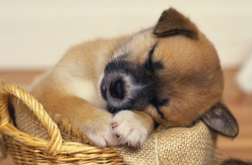 Nguyên nhân gây thiếu máu ở chó