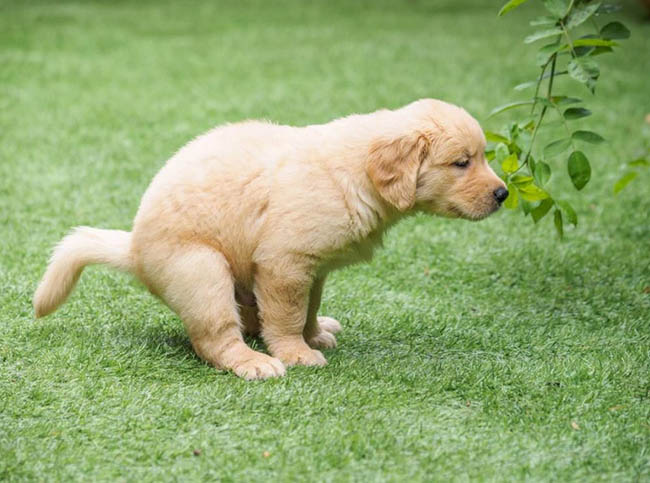 Nhận diện dấu hiệu chó con bị tiêu chảy
