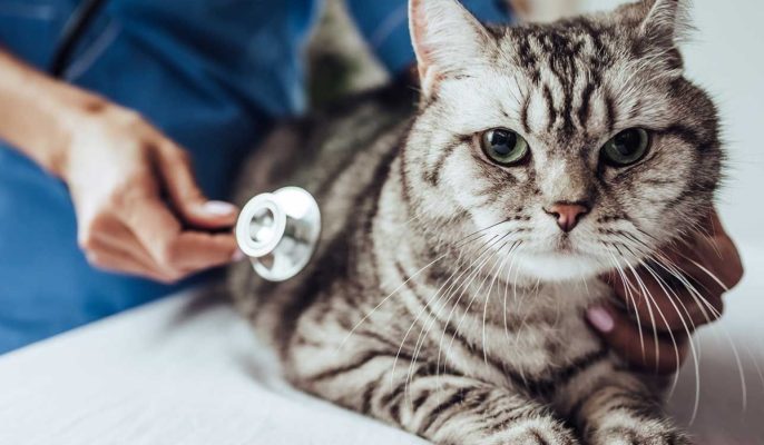 Phòng ngừa viêm ruột ở mèo như thế nào?