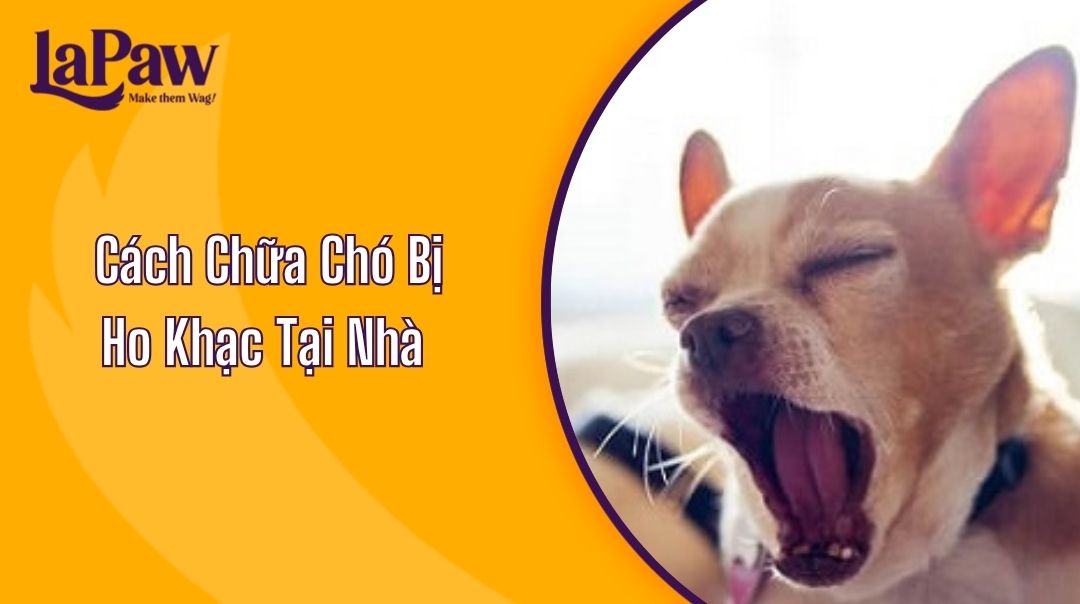 Cách Chữa Chó Bị Ho Khạc Tại Nhà