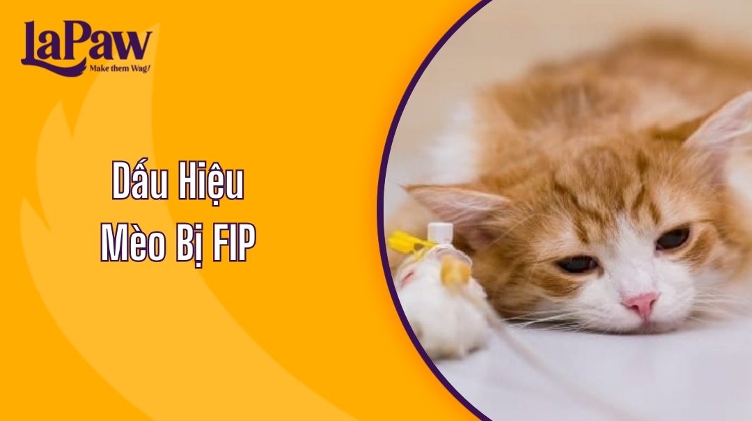Dấu Hiệu Mèo Bị FIP