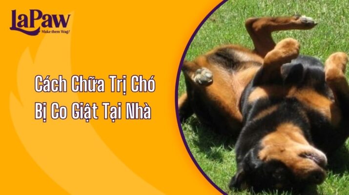 Cách Chữa Trị Chó Bị Co Giật Tại Nhà