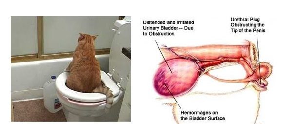 Viêm đường tiết niệu ở mèo là gì?