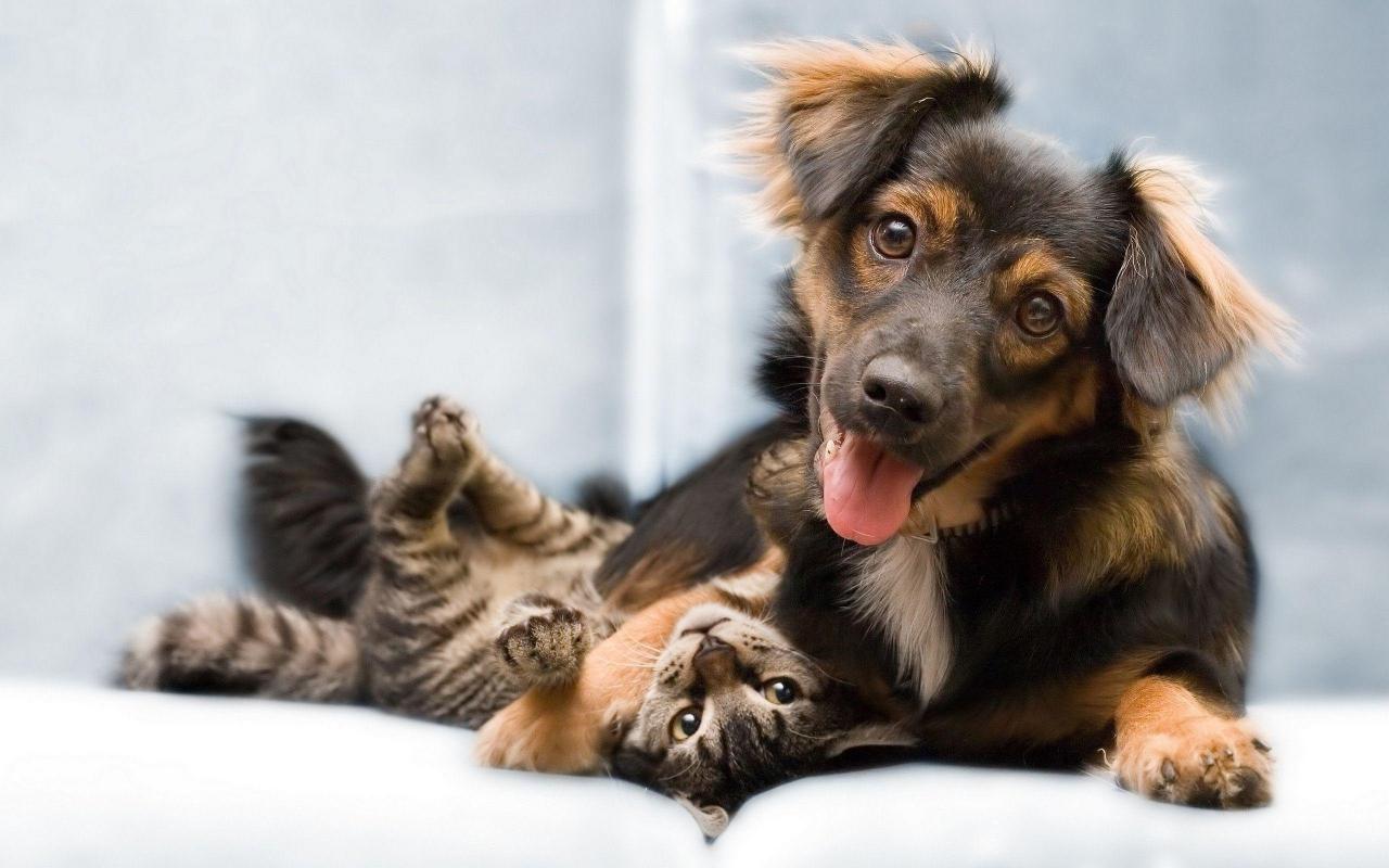 Viêm tụy ở chó là gì?