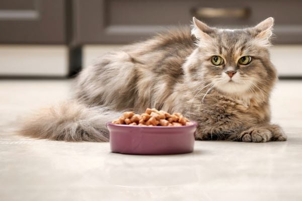 Gợi ý các sản phẩm hạt dành riêng cho mèo