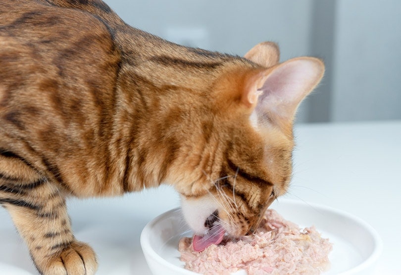 Gợi ý pate và thức ăn ướt phù hợp cho mèo