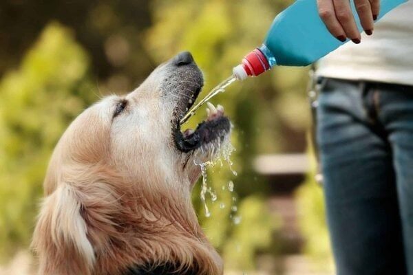 Gợi ý sản phẩm nước điện giải cho chó