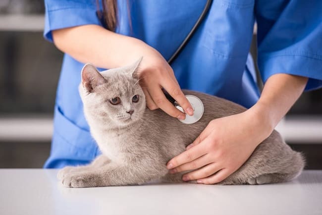 Khi nào cần đưa mèo con đến bác sĩ thú y?