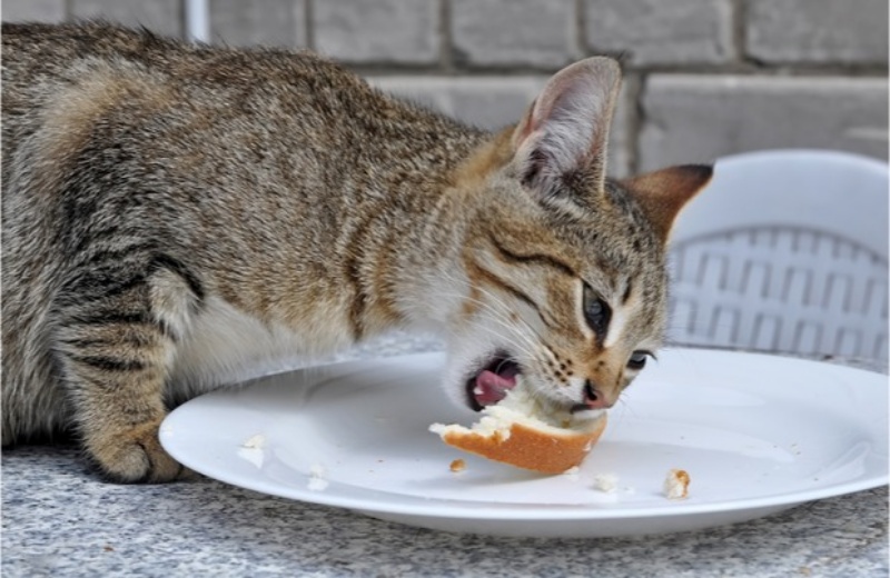 Mèo ăn bánh mì được không