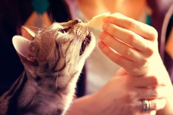 Mèo ăn phô mai Con Bò Cười được không?