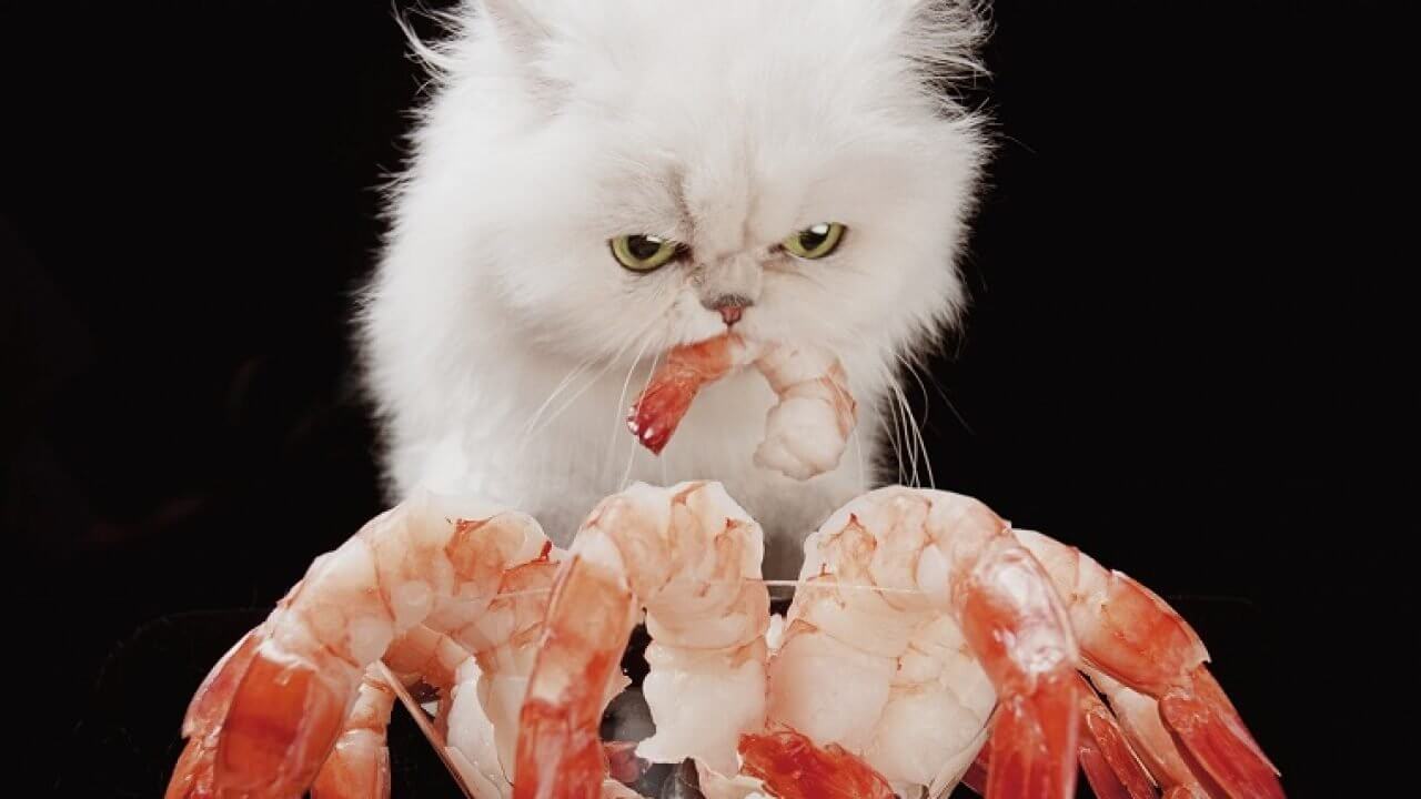 Mèo ăn tôm được không?