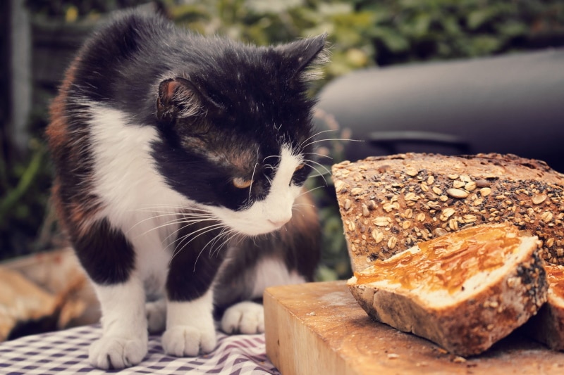 Những loại bánh mì KHÔNG nên cho mèo ăn