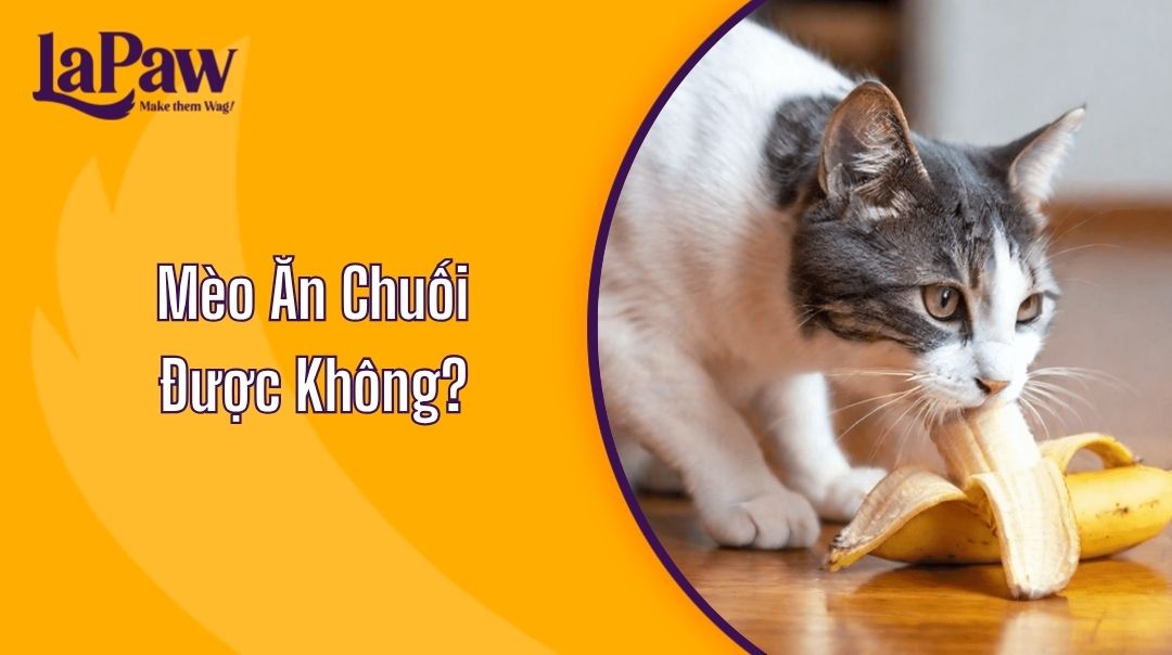 Mèo Ăn Chuối Được Không?