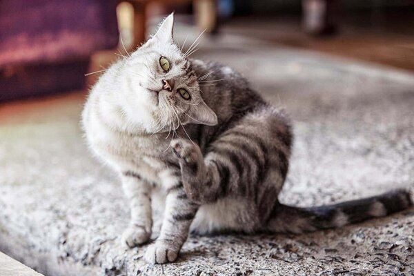 Mèo ăn mực bị gì?