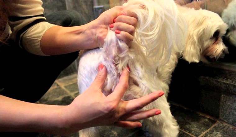 Cách chữa chó bị chảy dịch hậu môn