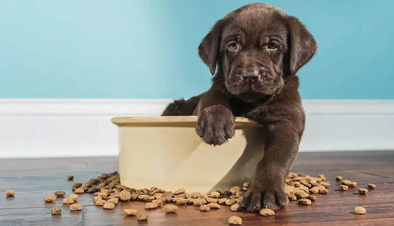 Chế độ dinh dưỡng cho chó bị chảy máu hậu môn